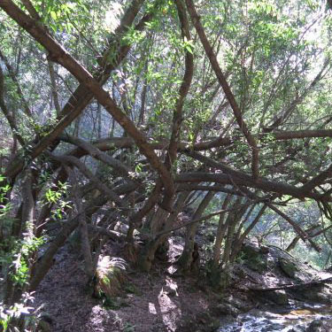East Bay Tilden Regional Park, March 2016. Wildcat Canyon Creek trail